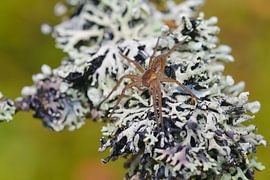 Listspider by Karin Jähne