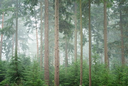 Mistige ochtend in het bos