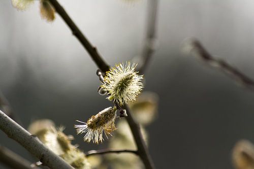 Wilgenbloei close up