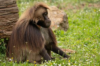 The Thinker in the Meadow