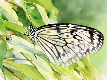 Exotic butterfly – tree nymph