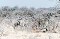 Zebras im Etosha-Nationalpark | Namibia, Wildlife-Fotografie, Kunstdruck von Suzanne Spijkers Miniaturansicht