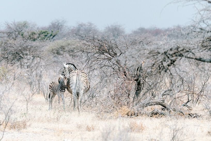 Zèbres dans le parc national d'Etosha (Namibie), photographie de la vie sauvage, tirage d'art. par Suzanne Spijkers