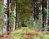 Doorkijk door bos