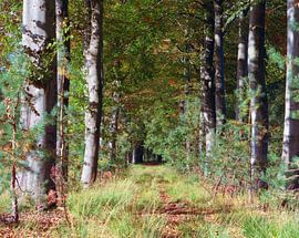 Blick durch den Wald