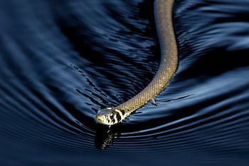 dunkle Wellen - Ringelnatter auf dem Wasser