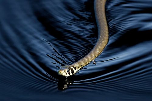 vagues sombres - couleuvre à collier sur l'eau