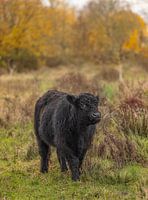 Galloway cattle in the Autumn mood