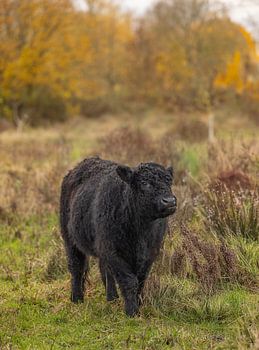 Le bétail de Galloway dans l'ambiance de l'automne