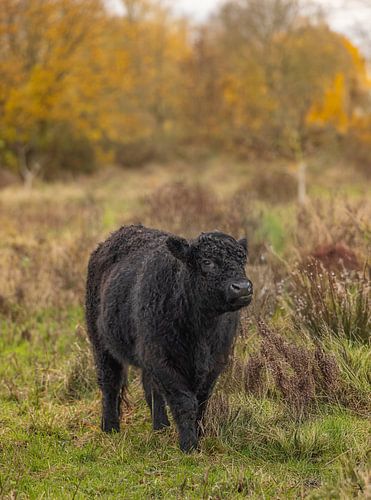 Le bétail de Galloway dans l'ambiance de l'automne