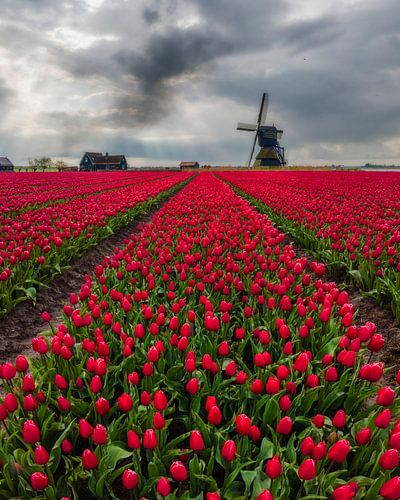 Rode tulpenvelden en molen bij Obdam