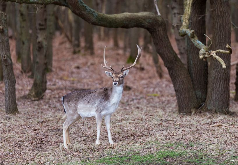 jong damhert in natuurgebied ruigenhoek van ChrisWillemsen