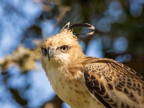 Indian Crested Eagle in Sri Lanka