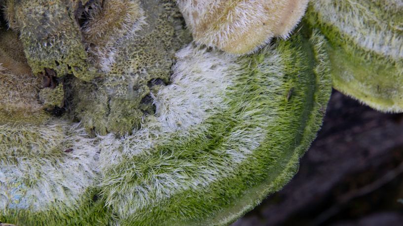 VERGANE GLORIE, Detail van een Elfenbank met algen van Ankie Kooi