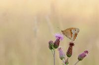 Schmetterling auf lila Blüten im Morgenlicht / Naturfotografie