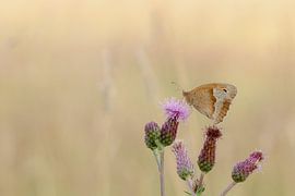 Schmetterling auf lila Blüten im Morgenlicht / Naturfotografie von Anke Sol