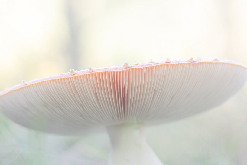 Fly agaric lamellae by Lucia Leemans