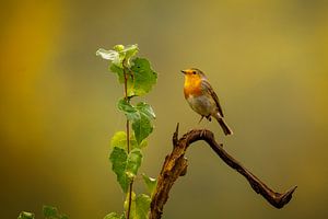 Roodborst
