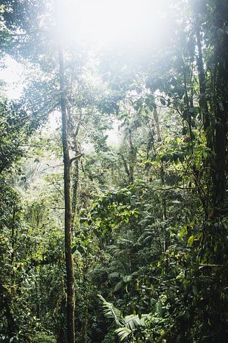 Ponts suspendus d’Arenal – Parc Mistico