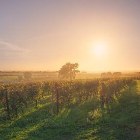 Sonnenuntergang über Weinbergen und Bäumen in der Landschaft von Bolgheri von Stefano Orazzini