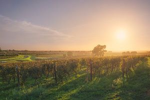 Sonnenuntergang über Weinbergen und Bäumen in der Landschaft von Bolgheri