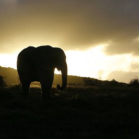 Olifant silhouet sur Erik van Leyden