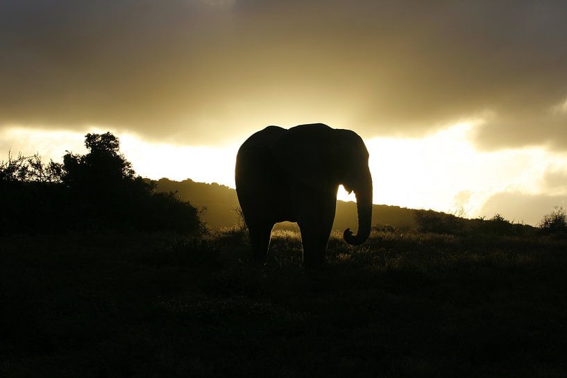 Olifant silhouet by Erik van Leyden