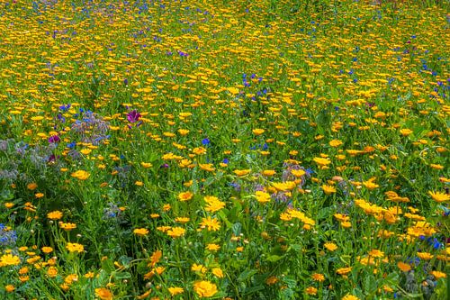 Prairie fleurie estivale avec de nombreuses fleurs jaunes