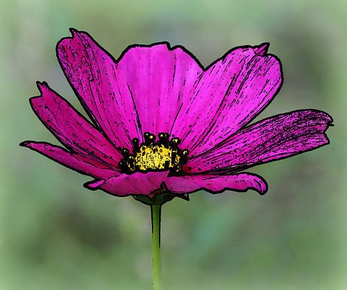 Cosmea