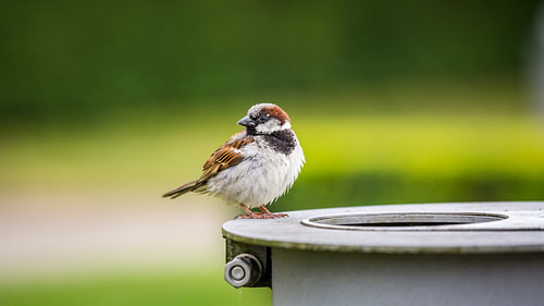 Sparrow