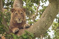 Der kletternde Löwe des berühmten Baums in Uganda von Geke Woudstra Miniaturansicht