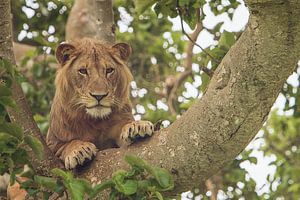 Le célèbre arbre grimpant lion en Ouganda