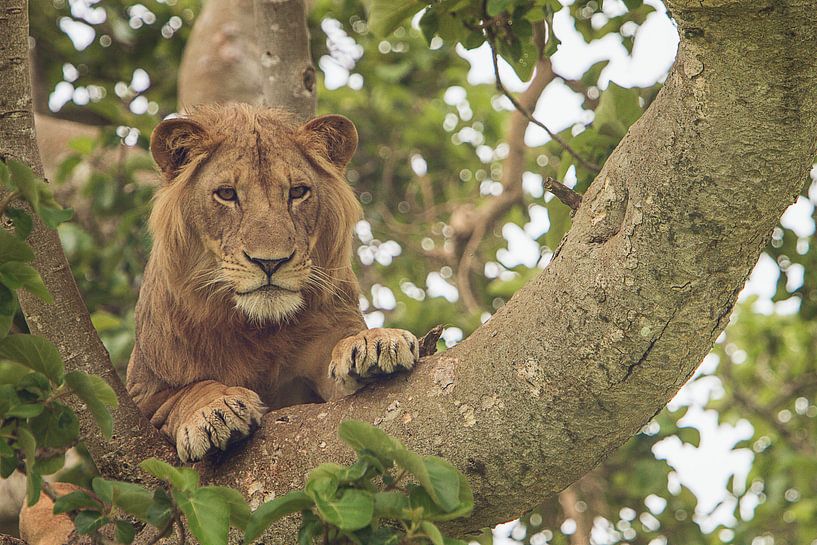 Der kletternde Löwe des berühmten Baums in Uganda von Geke Woudstra