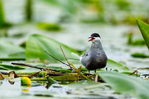 Seeschwalbe im Donaudelta