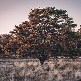 Baum bei Sonnenuntergang von Jayzon Photo