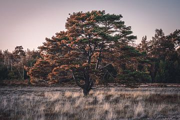 Baum bei Sonnenuntergang von Jayzon Photo