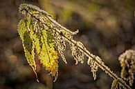 Stinging nettle in the backlight by Rob Boon thumbnail