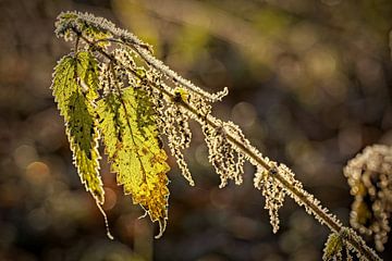 Stinging nettle in the backlight by Rob Boon