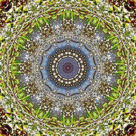 Pear Blossom by Frans Blok - photos, art and other wall decoration