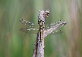 Großer Blaupfeil von Matthias Brix