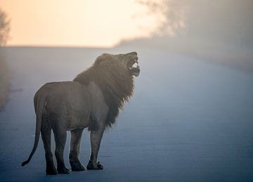 Afrique du Sud | Parc Kruger | Lion sur Claudia van Kuijk