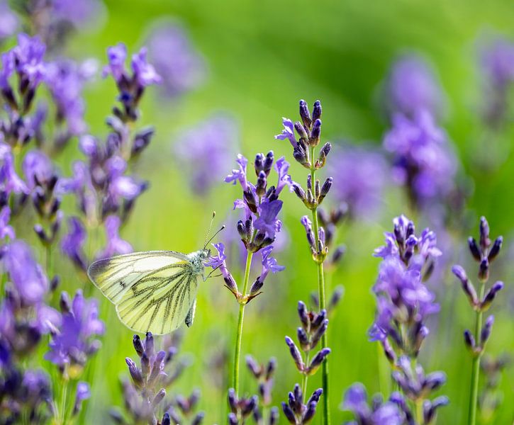 Macro of a cabbage white butterfly on a sage blossom by ManfredFotos