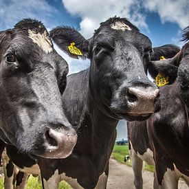 3 curious lady-cows by Ramona Stravers