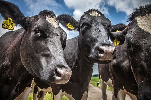 3 nieuwsgierige koeien van Ramona Stravers