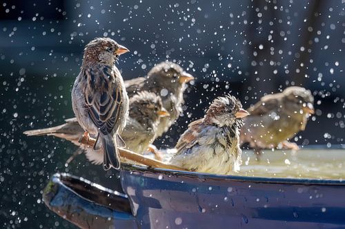 Tijd in bad met de familie Sparrow van Katho Menden