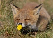 De geur van de lente (vossen welp) van Patrick van Bakkum thumbnail