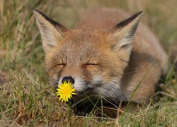De geur van de lente (vossen welp) van Patrick van Bakkum