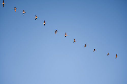 Flying geese, blue sky, nature