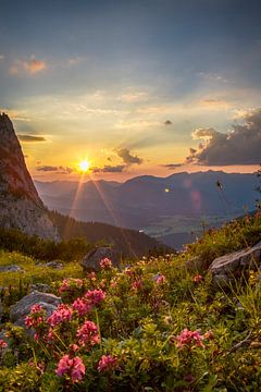 Alpine roses in the evening light by Fabian Roessler