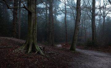 Mystischer Waldspaziergang: Ein Moment der Stille im Nebel von Hevonax Photography